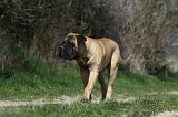 BULLMASTIFF 402